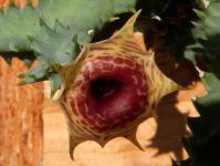 Thumbnail of 1822_Huernia zebrina_20160910_05(1).JPG